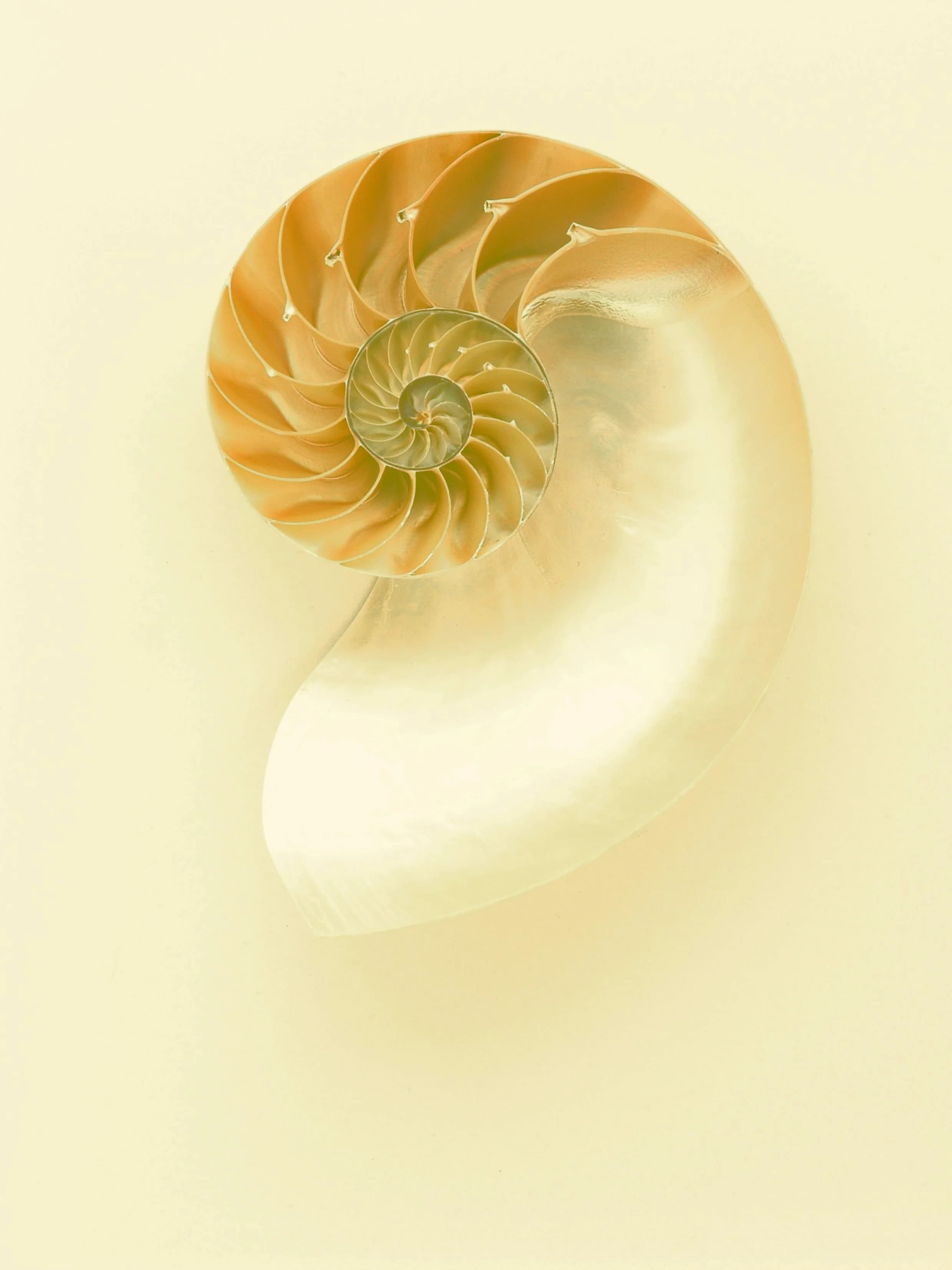 shell